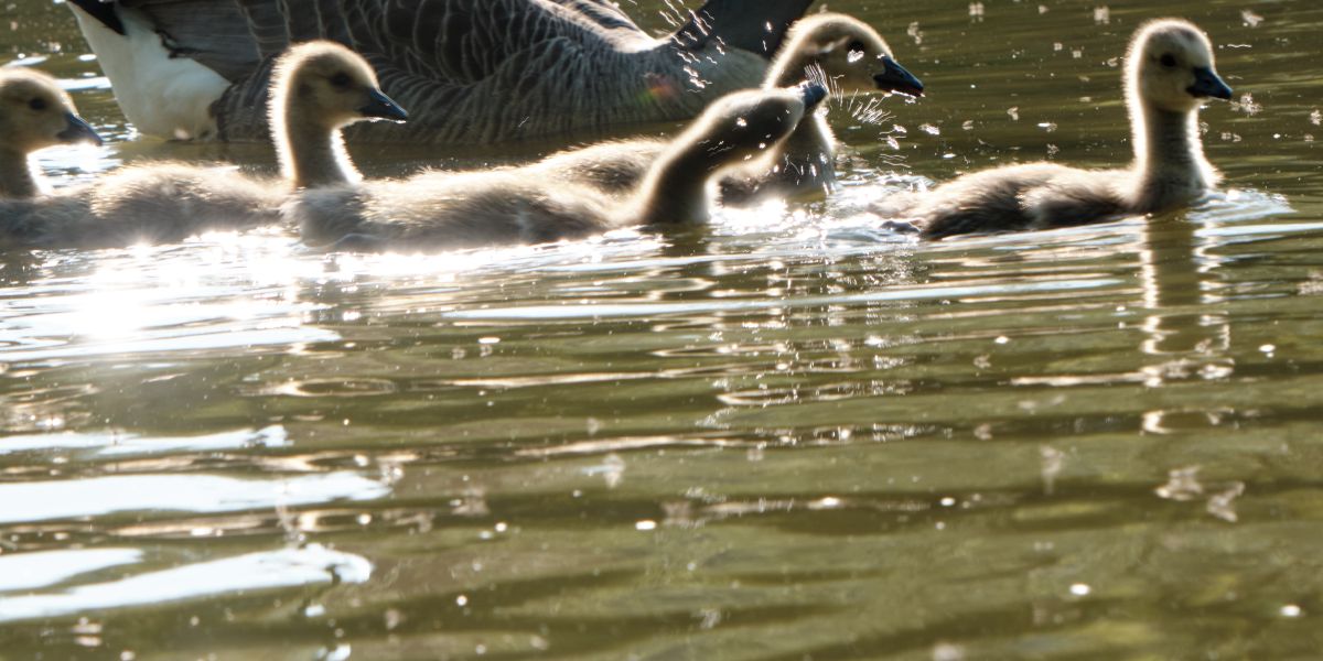 Confinement - partie 7